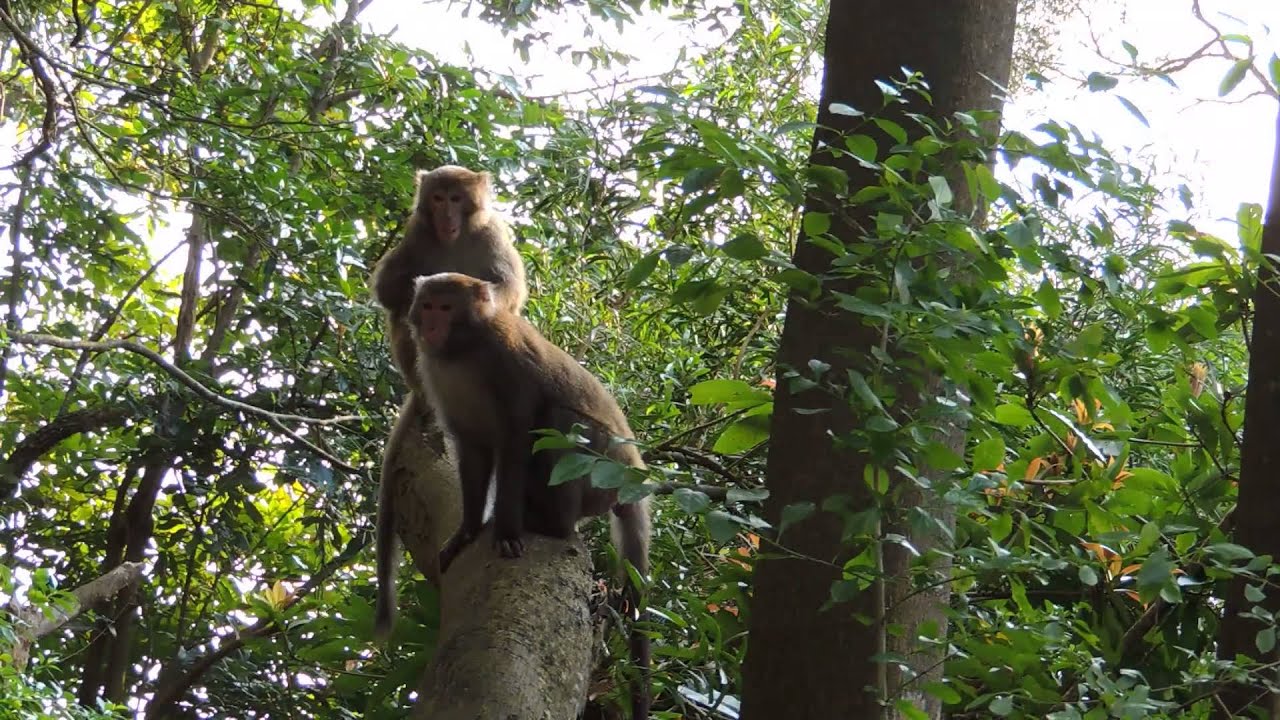 Formosan rock macaque Macaca cyclopis