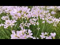 THE BEAUTY OF THE GRASS
