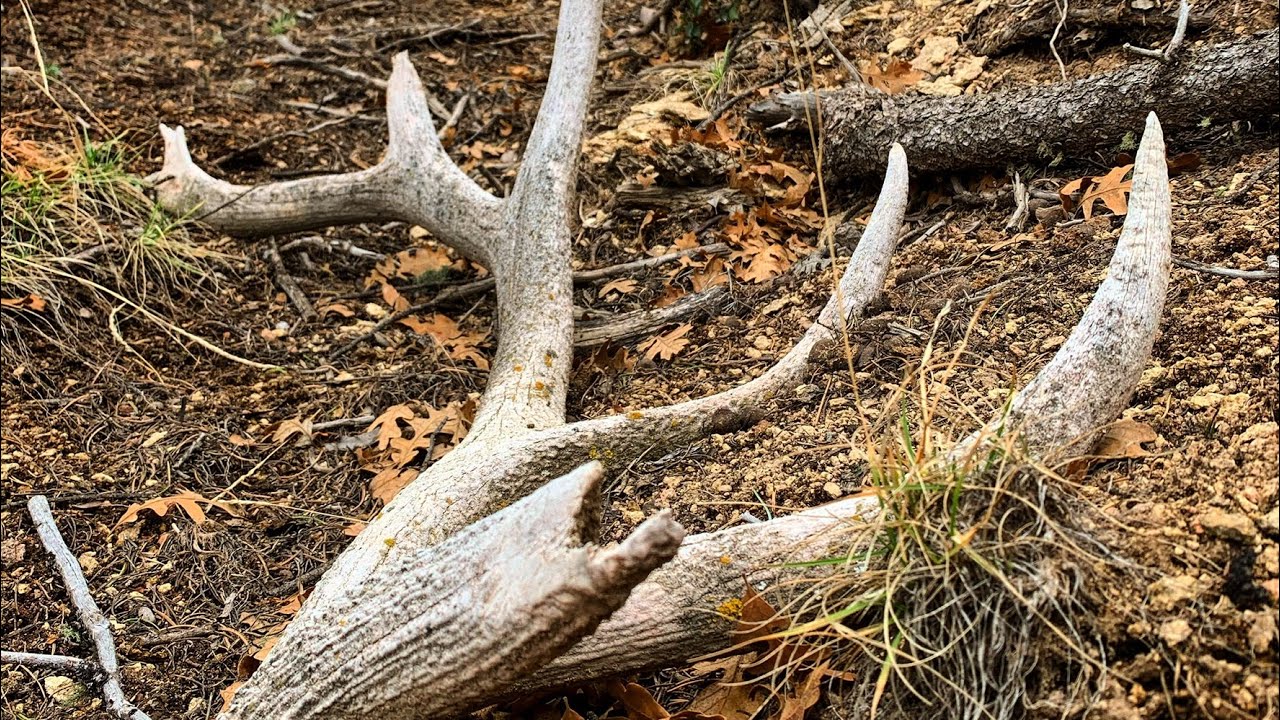 SHED HUNTING 2020 NEW MEXICO SHEDS PART 1 YouTube