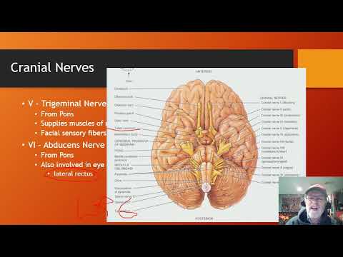 Nervous system 7 Peripheral Nervous system - YouTube