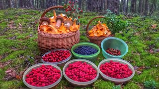 СЛАБОНЕРВНЫМ НЕ СМОТРЕТЬ!!! ГРИБЫ НА КАЖДОМ ШАГУ! БЕЛЫЕ ГРИБЫ и ОГРОМНЫЕ ПОЛЯНЫ ЛИСИЧЕК! ИЮЛЬ 2020