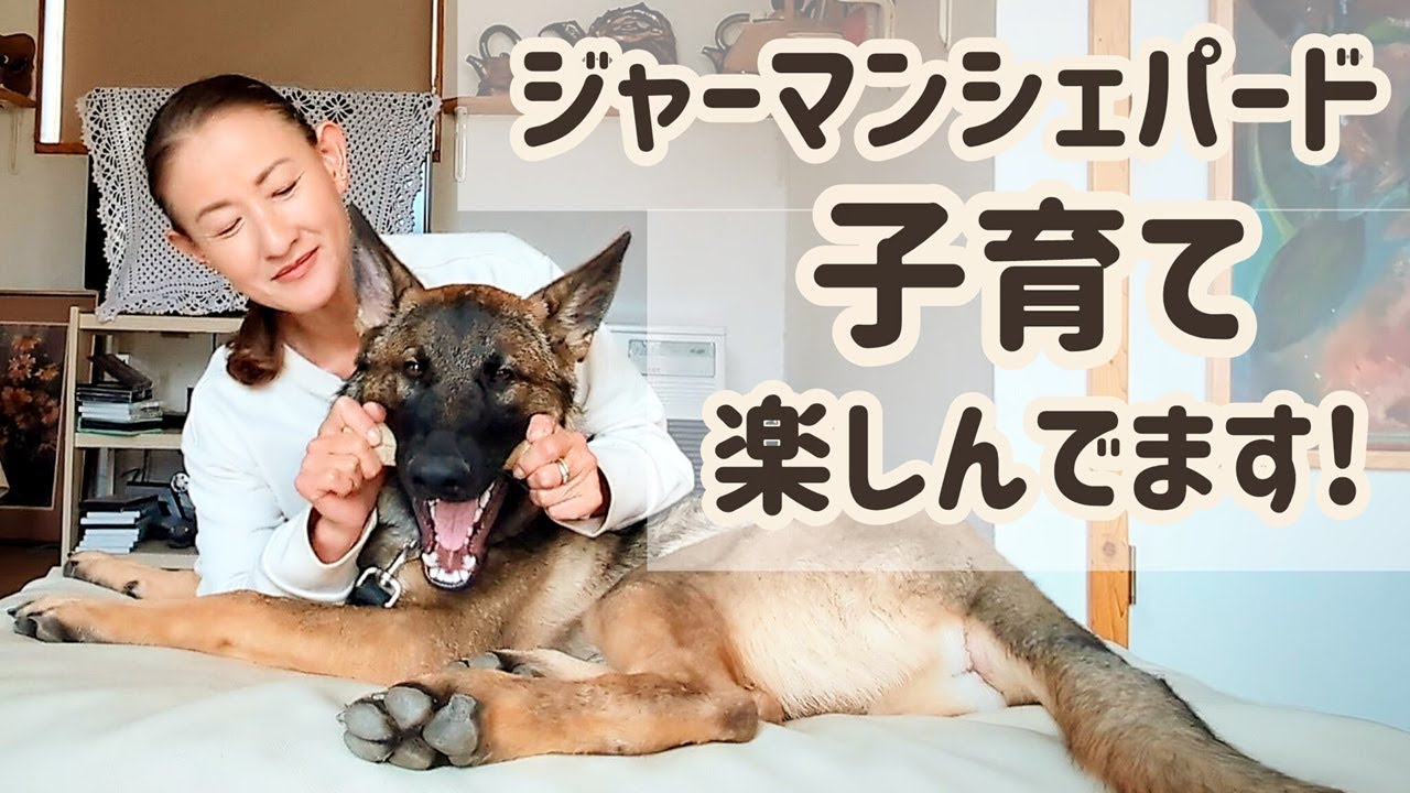 【ジャーマンシェパード】時には厳しく、あとは愛情たっぷり。。。育む時間が幸せです🙂