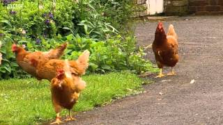 Big Barn Farm Episode 6 | To Catch a Thief