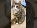 この先…次男の部屋での球太 #cats #shorts #球太