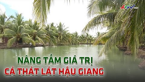 Nâng tầm giá trị cá thát lát Hậu Giang  | CHUYỆN NÔNG GIA