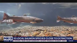 10 local salmon species close to extinction | FOX 13 Seattle