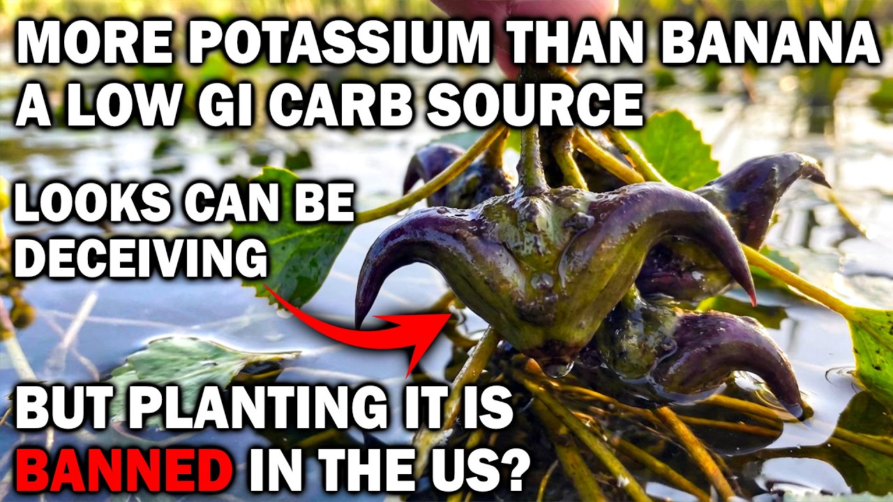 The Devil's Nut. More Potassium Than A Banana. A Low GI Carb Source. Why Is It Banned In The US?