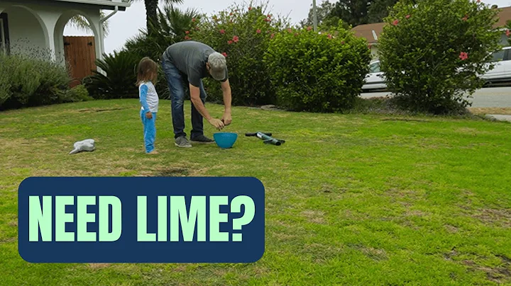 How To Know If Your Lawn Needs Lime