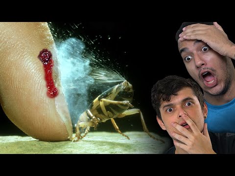 Vídeo: Fatos interessantes sobre insetos. Insetos maravilhosos