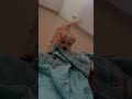 Chase #puppy