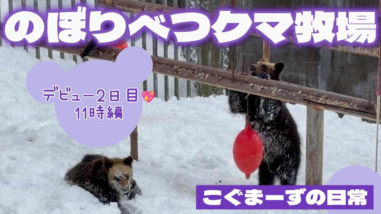 【2026/02②】こぐまーずの日常⭐︎デビュー2日目11時編