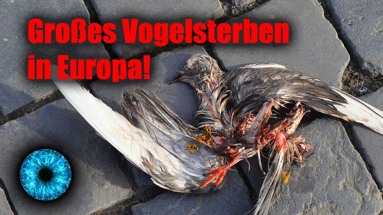 Großes Vogelsterben in Europa! - Clixoom Science & Fiction