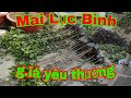 Mai Lục Bình/ Giảo Thủ Đức Quấn Rễ// Mai Vàng Bến Tre.Tâm Thành TV