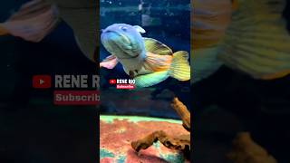 Channa Barca Big Size Highfin Gondrong shorts channabarca snakehead predatorfish ikangabus