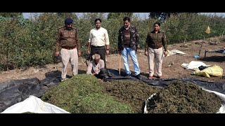 Three and a half quintals of ganja worth Rs 40 lakh seized | Big Breaking | Indore | Abhay News