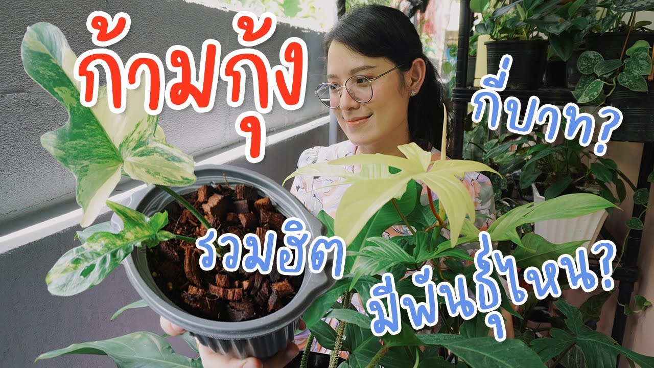 แนะนำต้นก้ามกุ้ง เลี้ยงยังไง มีกี่สายพันธุ์