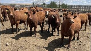 Lone Star Cattle Co. - 980# June Delivery Heifers - 215 Head (Strathmore, AB)