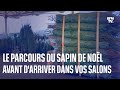 Le parcours du sapin de nol avant darriver dans vos salons