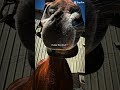 😈👹👺 #horse #equestrian #eq #relatable #shorts #viral #tiktok #subscribe #fyp