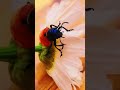 A Silent Balance - Beauty and Survival in One Frame #shorts #nature #science