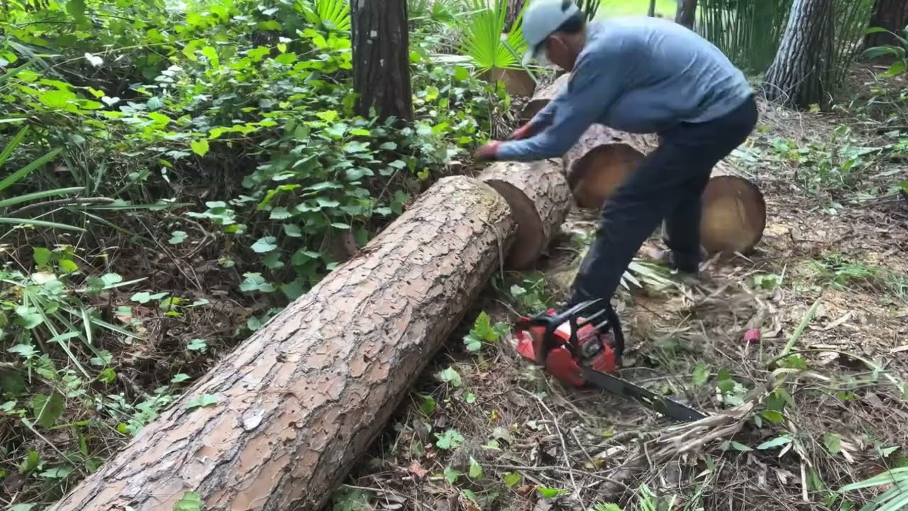 Yard and tree clean up part 1 YouTube