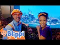 Blippi Visits the Aquarium of the Pacific! | Fun and Educational Videos for Kids