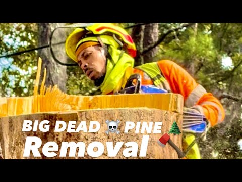 100FT DEAD ☠️ PINE 🌲 REMOVAL - YouTube
