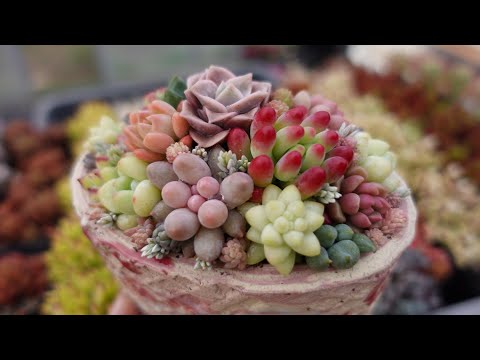 つぶつぶ屋 ❤️おもち丼❤️多肉 鉢のまま つぶー つぶお モリモリ