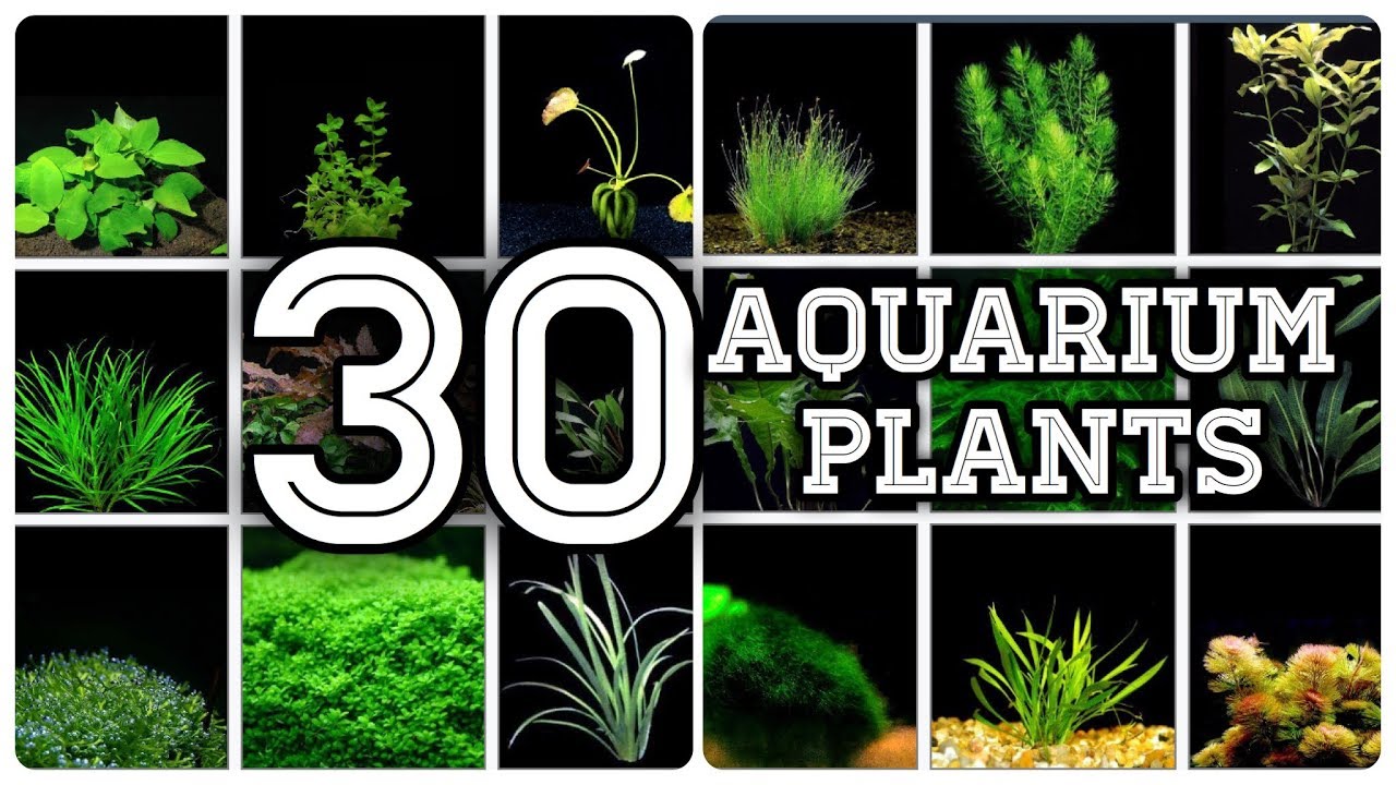 Aquarium Plants With Names