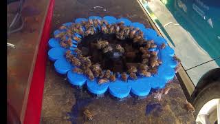 45 Minutes of Honey Bees Feasting from 3D Printed Bee Feeder ASMR