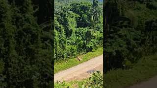 Marlon lifestyle tv walking down off the hill