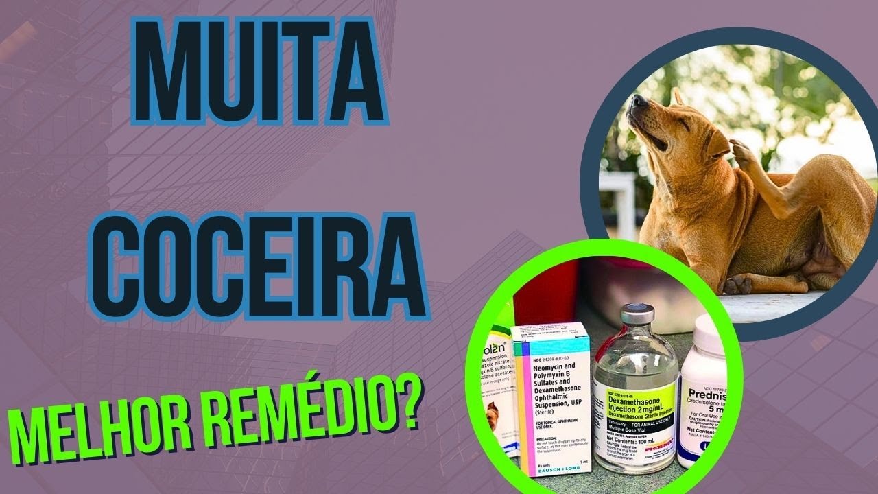 CACHORRO COM COCEIRA NO CORPO O QUE FAZER MELHOR REMEDIO PARA CÃO ...