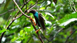 華萊士天堂鳥 Standardwing Bird Of Paradise 周台珠拍攝
