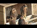 Great spirit bluff falcons  together again exploreorg 06 17 2023
