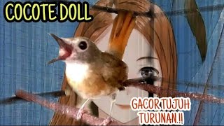 COCOTE DOLL.!! GACOR TUJUH TURUNAN. SRDC GACOR MATERI KOMPLIT, PANCINGAN SRDC BIAR GACOR SETIAP HARI