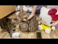 お姉様突然の訪問&大量のお土産にテンション爆上がりな猫