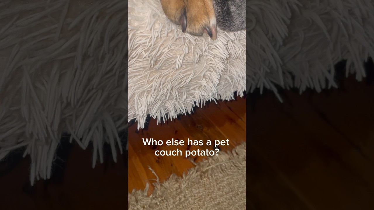 Who else has a pet couch potato? 