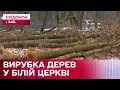 Чи законно зрізають дерева у Білій Церкві? Перевірка на Київщині від Сніданку з 1+1