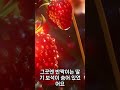 딸기 정원에서 발견한 작은 기적 🍓✨#딸기정원 #토끼이야기 #꽃속비밀 #감성동화  #어린이쇼츠 #유아콘텐츠 #동물쇼츠 #꽃정원  #자연이야기 #소확행 #숲속이야기 #작은기적