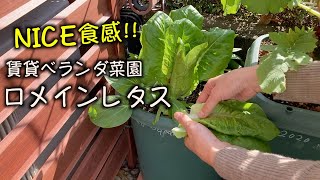 【プランター菜園】ロメインレタス 植え付けから収穫まで