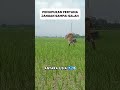 PEMUPUKAN PERTAMA PADI JANGAN ASAL ASALAN #shorts