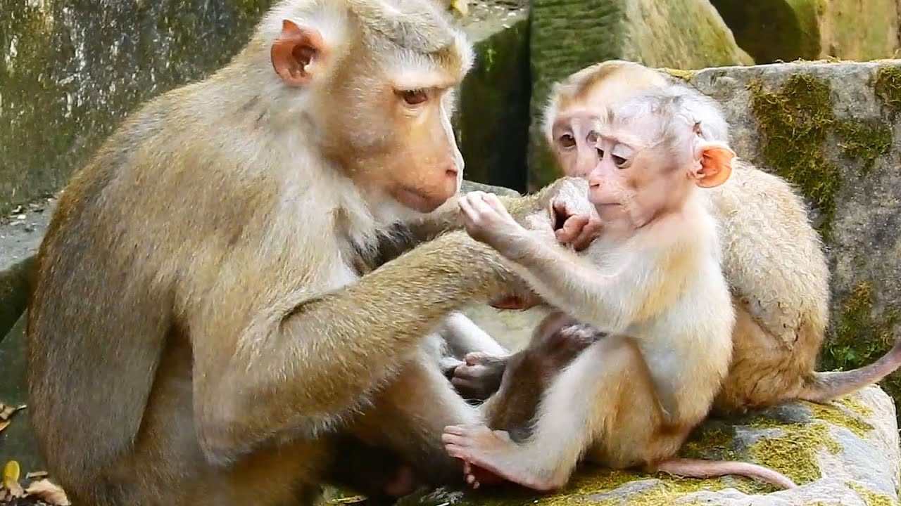 Baby Nori wanna to request milk from Libby whether Libby give or not! Please watch full clip