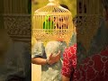 APNI Marzi subscribe like