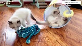 Playing with my Kittens | A Day in my Life