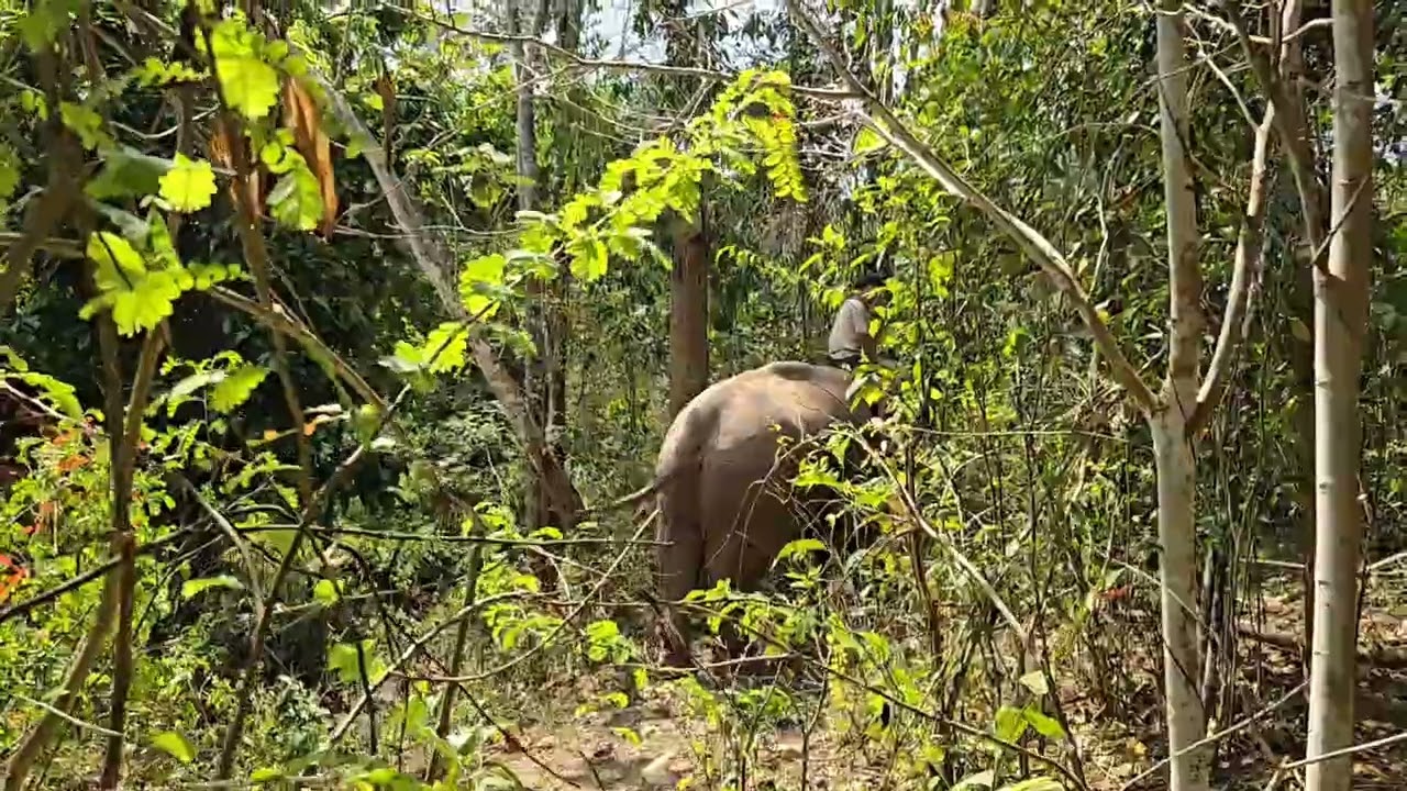 #คนบ้านเลี้ยงช้าง