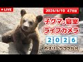 6月10日 子グマの寝室ライブカメラ のぼりべつクマ牧場