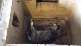 Общая кремация кота Общая кремация кота