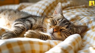 Relaxing Cats Music 😽 Cat Sleep Music, Anti Anxiety For Cats, Smoothing Relaxation