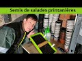 Semis de salades printanires