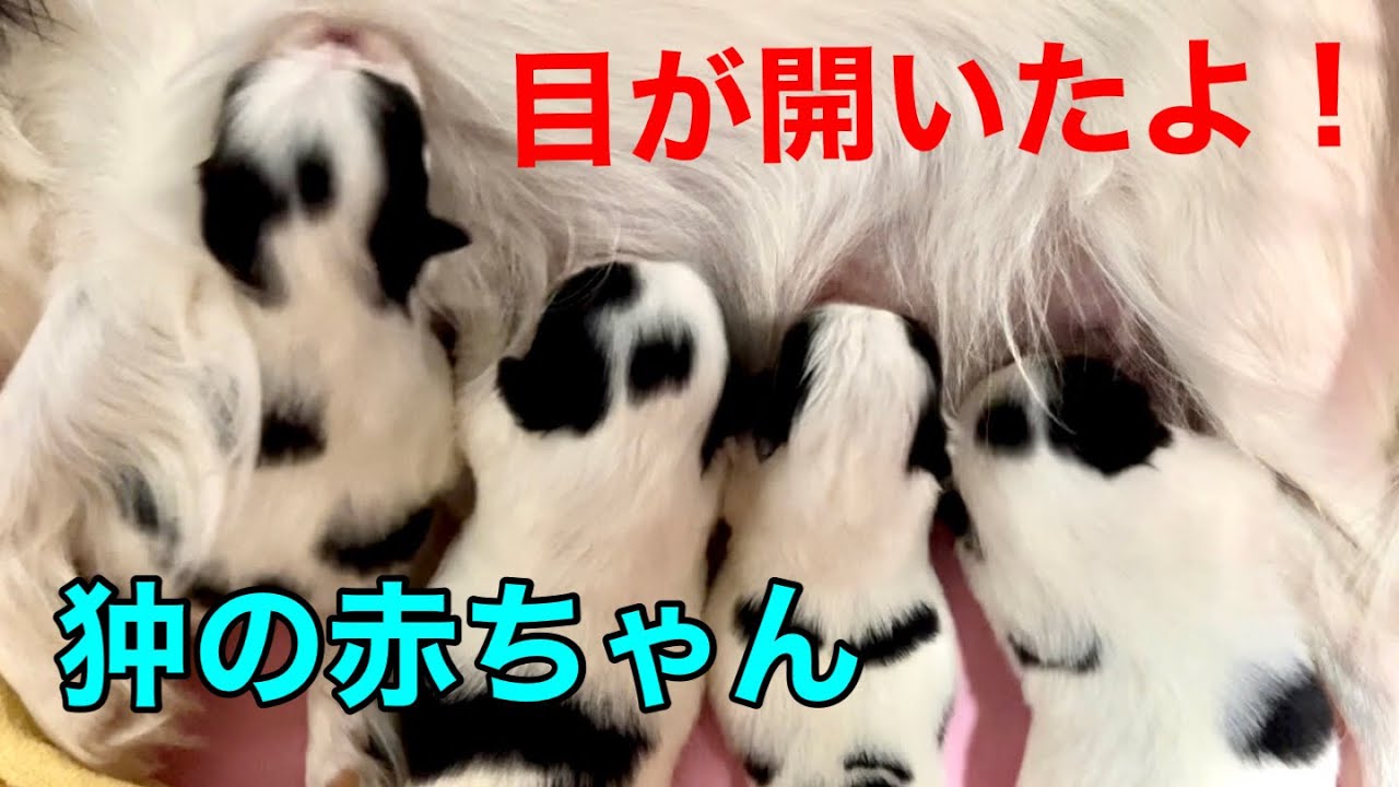 【狆】狆の赤ちゃんの目が開いたよ！【チベタンスパニエル】 - YouTube